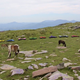 Illustration for article titled Practice Putting At 3,000 Feet With This Mountaintop Mini-Golf Course